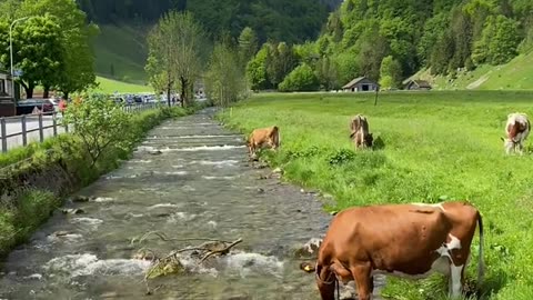 #nature Appenzel in Switzerland