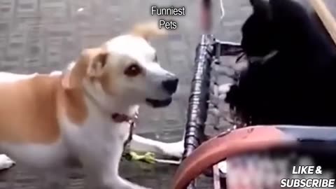 🤣 1 Hrs Of Laughter For 😻 Cats And 🐶 Dogs - Awesome Funny Pet Animals Videos 😇