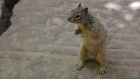 a wild squirrel in the desert