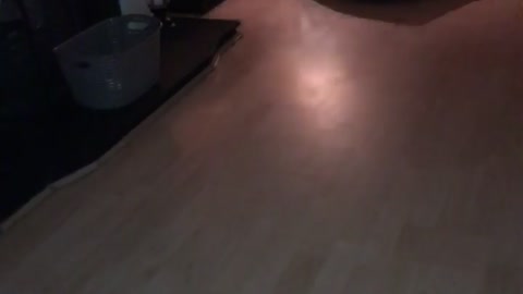 Excited Bulldog Puppy Rips Through House