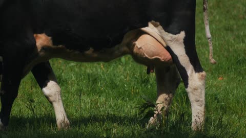 Holstein milk cows full udder ready for milking farm. Dairy business