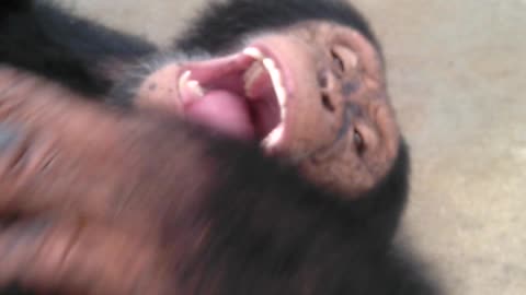 Laughing chimp being tickled