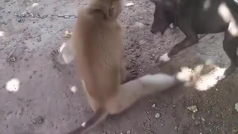 Monkey VS Dog