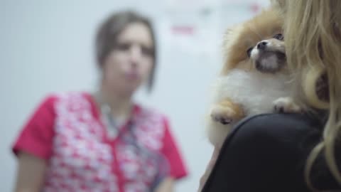 Blond woman holding small pomeranian spitz who afraids to get vaccination i