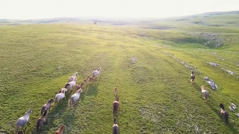 Wild Horses Livno #11