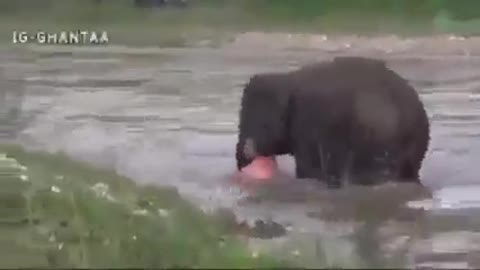 Baby Elephant Saves Man || Melted Everyone's Heart