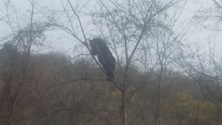 Large Black Bear Climbs Small Tree