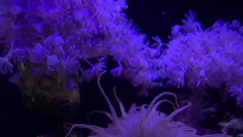 WOW! Amazing Saltwater Tank Feeding Time