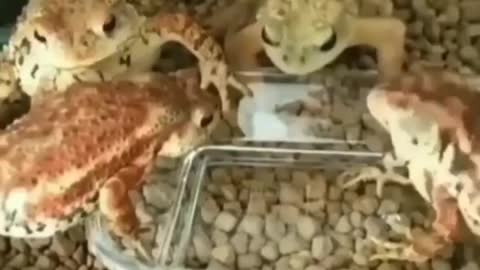 Frog fastest eating | haha funny videos clip