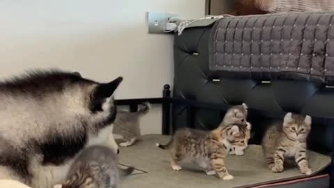 Lovely Husky Bonding with Little Kitty Friends