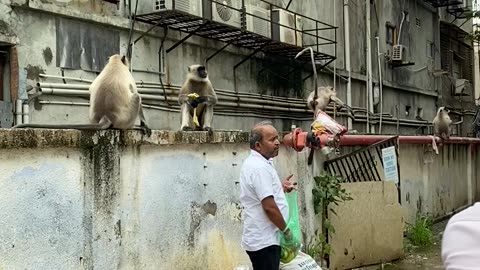 Feeding monkey