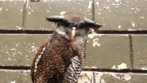 Super Cute Barred Eagle-Owl Making Funny Hot Sound