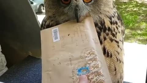 Hedwig is real? 😅📬