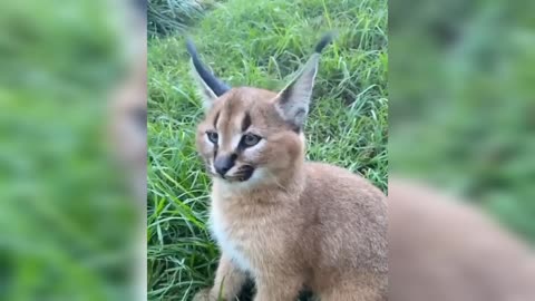 Caracal kitten perfected her ear flick