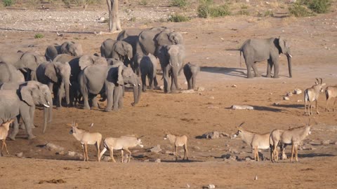 Herd of African Bush elephants and roan antelope standing on the savanna