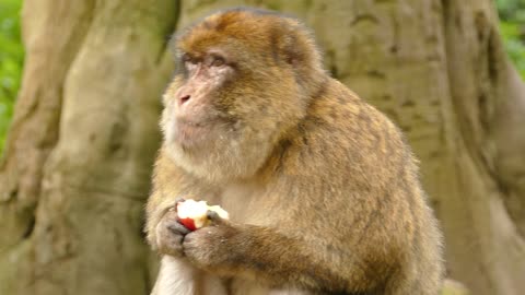 Monkey enjoys eating his fruit