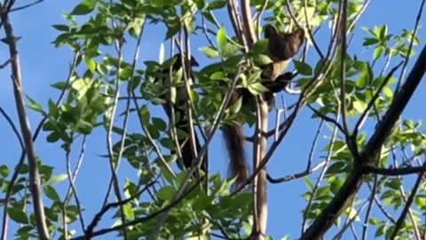 Magpie attacks the weasel