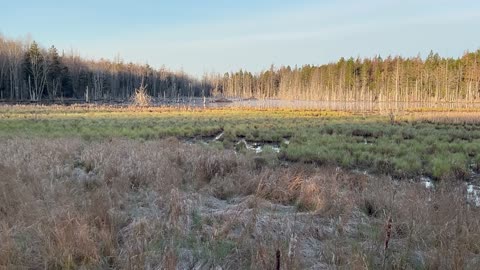 Beaver Pond