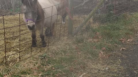 Miniature Horses Are Playing In The Fog