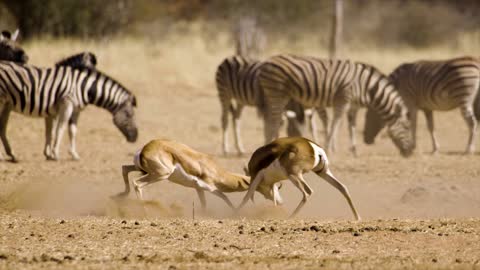 Deer playing time beautiful video