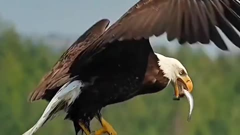 Eagle hunt a fish in River