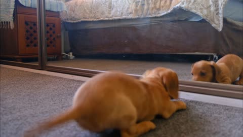 A Dog fight with his reflection in mirror