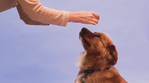 Cutest an funniest dog training