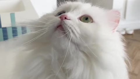 Cat Mental Training Techniques try out