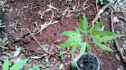 Pé de MACONHA com 1 mês de Vida Cannabis #4