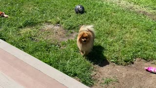 Pomeranian Taunts Owner