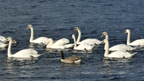 swans swimming in the lake water