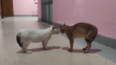 Cute cats are fighting 🤣