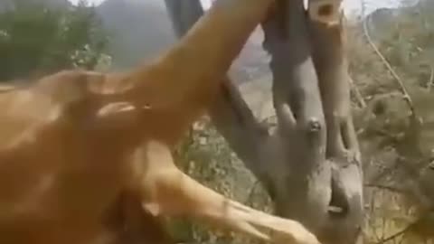 Funny video of camel