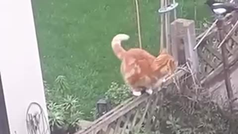 Cat vs birds playing