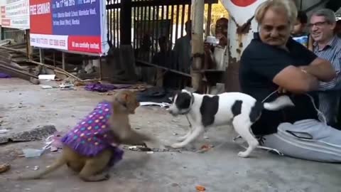 राजपूत बन्दर और यादव कुतिया का घमासान युद्ध हंस हंस के हो जाएगा पेट में दर्द | Monkey And Dog