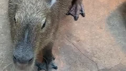 Capybara is running around