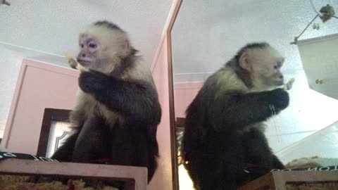 Monkey indulges in sugar-free treat