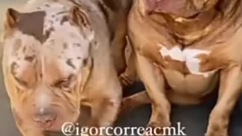 Pitbull dog lovers WhatsApp status #shorts