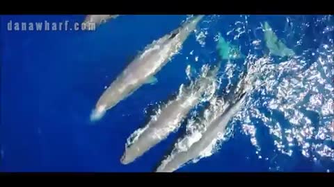 An Unbelievable Aerial View of Sperm Whales Off California Coast