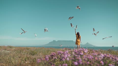 Cute Birds in the Sky Natural video Birds in the world