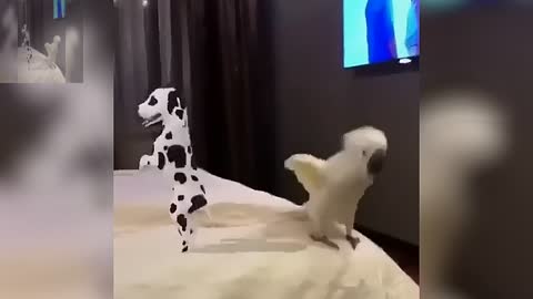 Parrot dancing with a toy dog