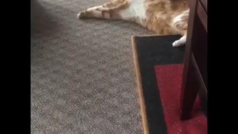 Rescue cat insists on being vacuumed by owner