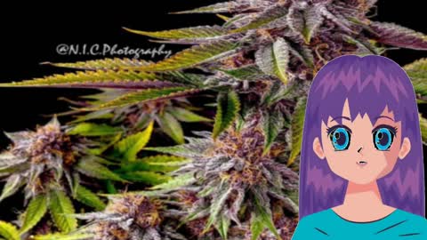 Purple Persuasion – Annunaki Genetics