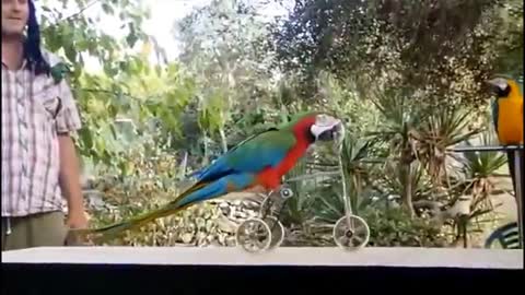 fun 2021 | funny parrots | pranks 2021