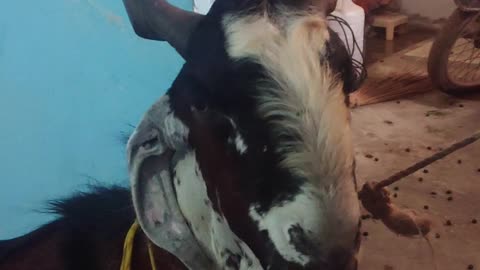 my Goat Bakra last eid