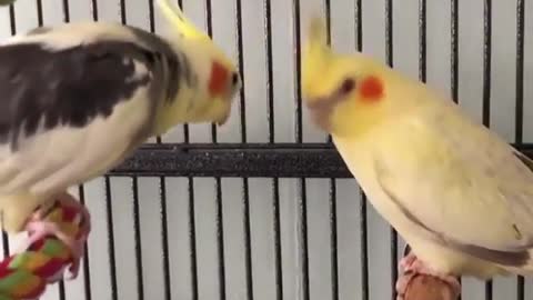 #Trending Parrots Singing A Song