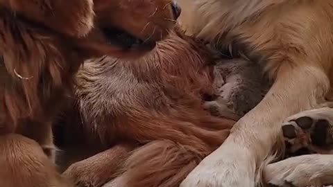 Golden Retrievers Learn to Share Newborn Kitten