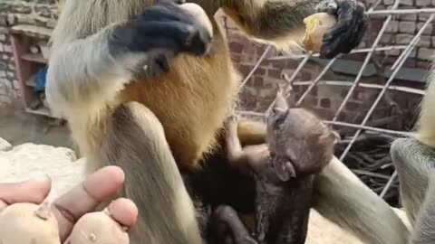 Monkey feeding