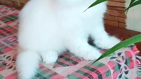 Adorable kitty Playing with plants.