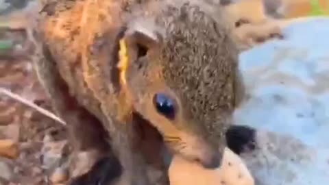 Let's see how fast a squirrel can eat a walnut